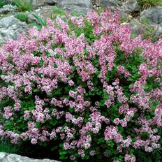 Dvärgsyrén - Syringa meyeri Palibin (Storlek: 30-40 C3)