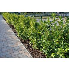 Lagerhägg OMNIA GARDEN Prunus laurocerasus 'Novita' Co 10-pack