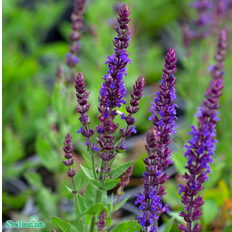 Stäppsalvia 'Ostfriesland' 15-pack i kruka