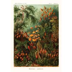 Muscinae Mosskonstformer - Ernst Haeckel