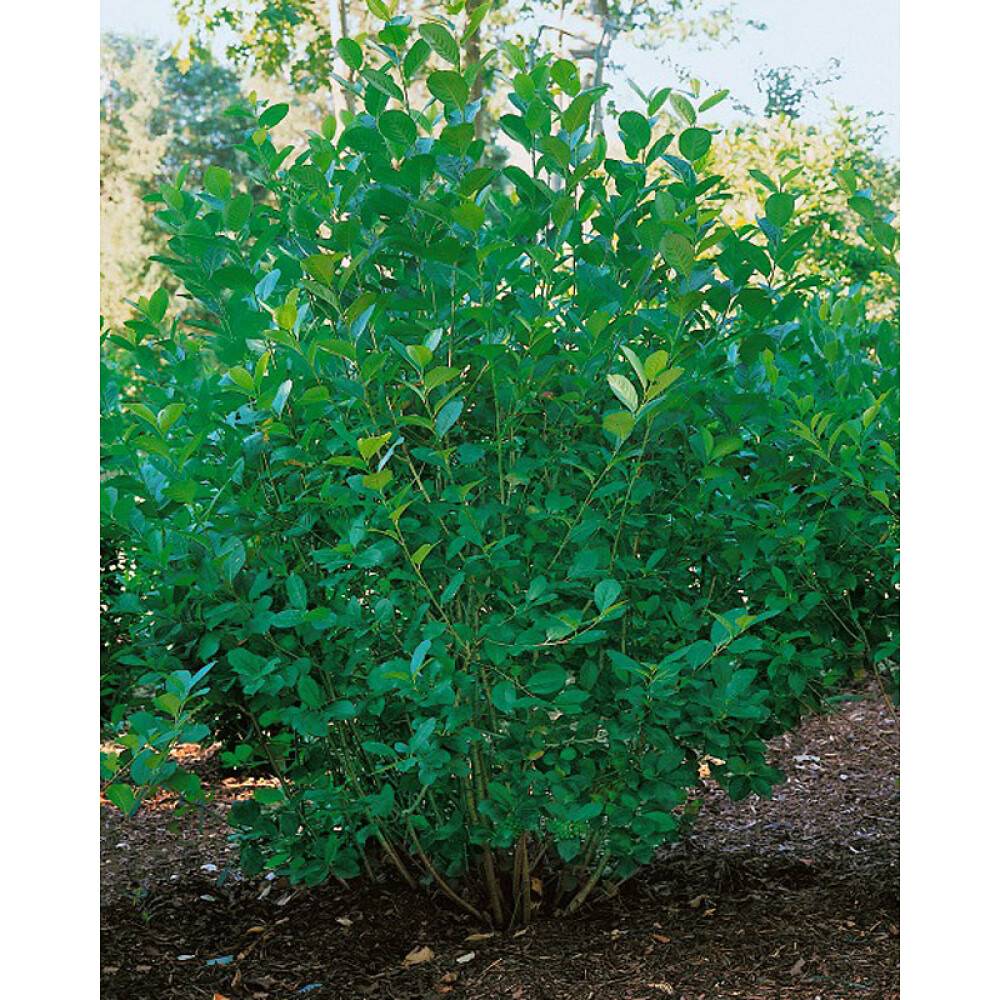 HÄCK SLÅNARONIA ELATA 30-50CM 100-PACK BARROT