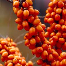Havtorn - Hippophae rhamnoides Friesdorfer Orange (Storlek: busk C3,5)