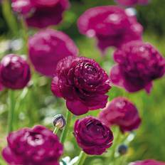 Ranunkel ‘Purple’ - 15 løg - Lilla Ranunkel