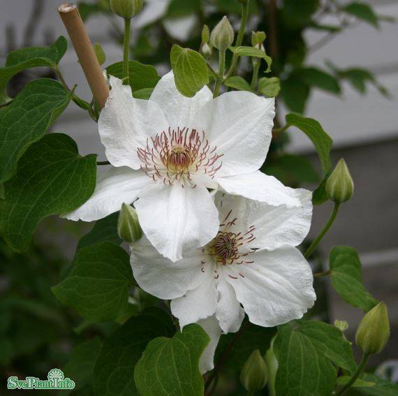 Klematis 'Destiny' 3-pack