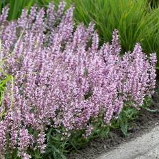 Stäppsalvia