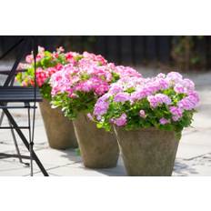Engelsk Pelargonie, Pelargonium, Ø12 cm (På lager i butik)