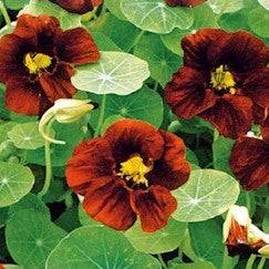 Tallerkensmækker 'Black Velvet'