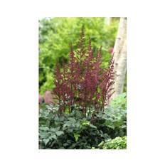 Astilbe OMNIA GARDEN (Arendsii-Gruppen) 'Etna' 6-pack