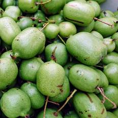 Stikkelsbærkiwi Jumbo (Hun) 40-60 cm. - Actinidia arguta Jumbo