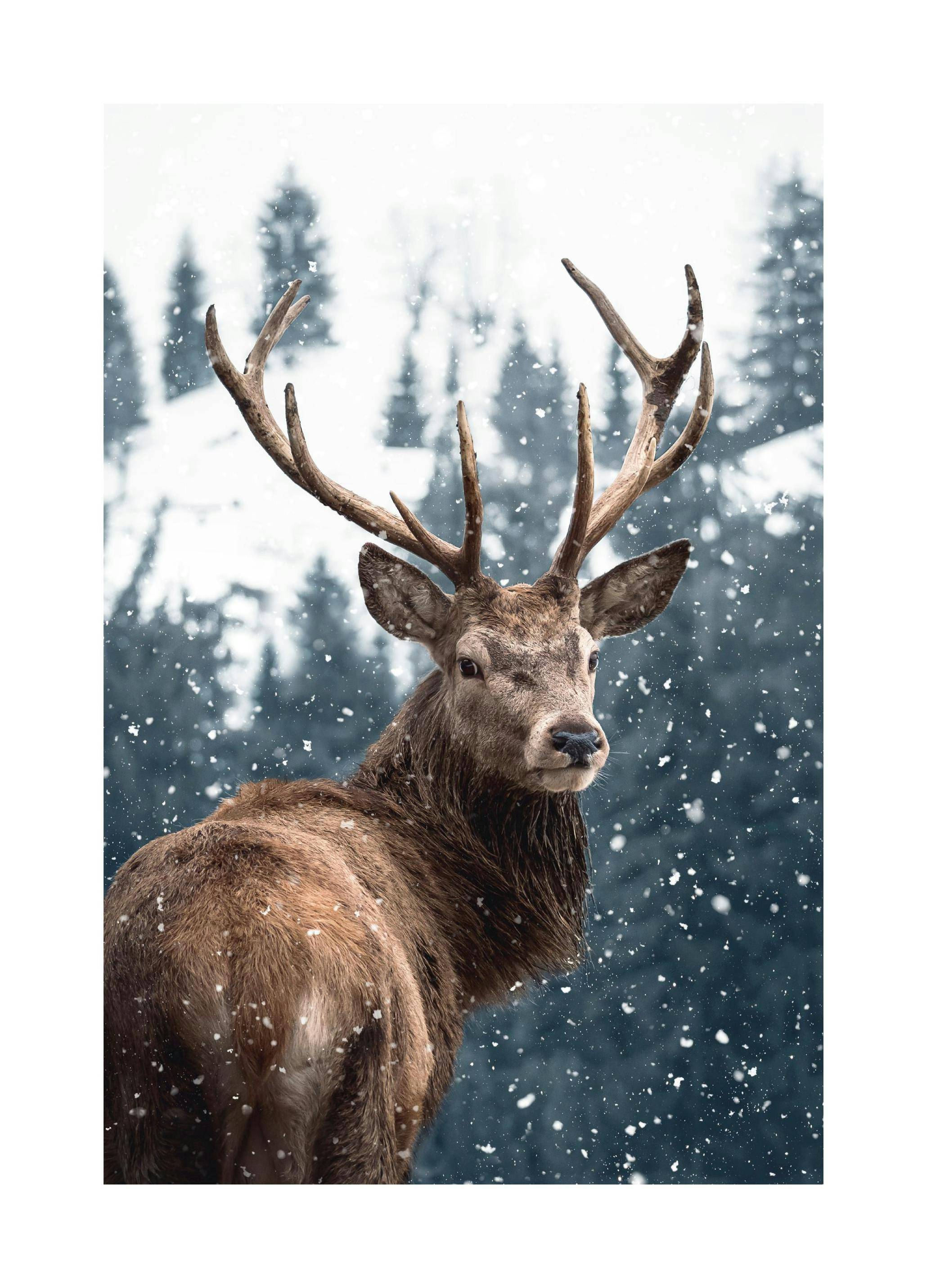 Red Deer in Snow Poster (50x70 cm)