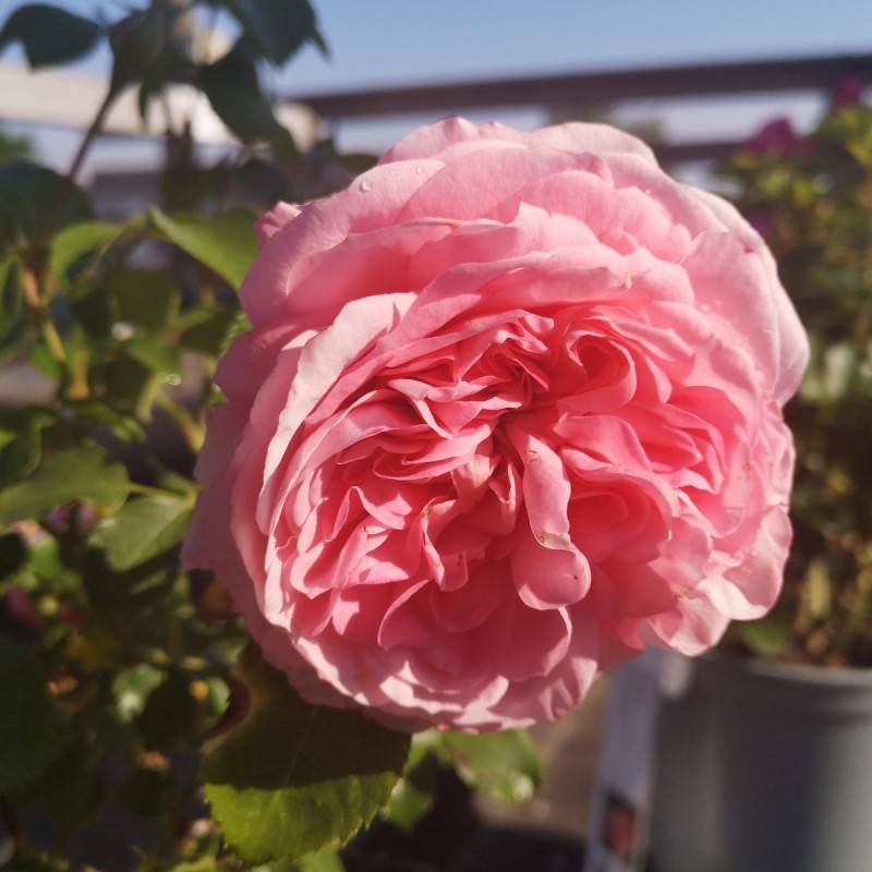 Rose Inner Wheel Forever - Buketrose Plant'n Relax / Barrods.