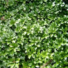 Pachysandra terminalis �Green Carpet�