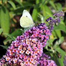 Sommerfuglebusk (Buddleia davidii 'Flower Power') 20-50 cm