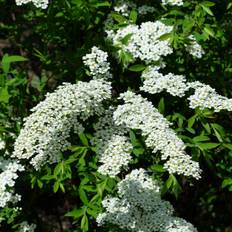 Snedrivebusk Arguta 30-60 cm. - Spiraea Arguta