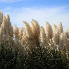 Pampasgræs - Cortaderia selloana