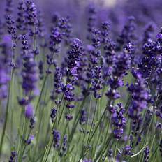 Lavendel, Lavandula ang. 'Hidcote Blue', 3 liter potte