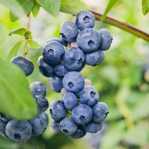 Vaccinium 'Northland' 10-pack i kruka