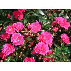 Marktäckande Ros Red Fairy Barrot Rosa 5-Pack