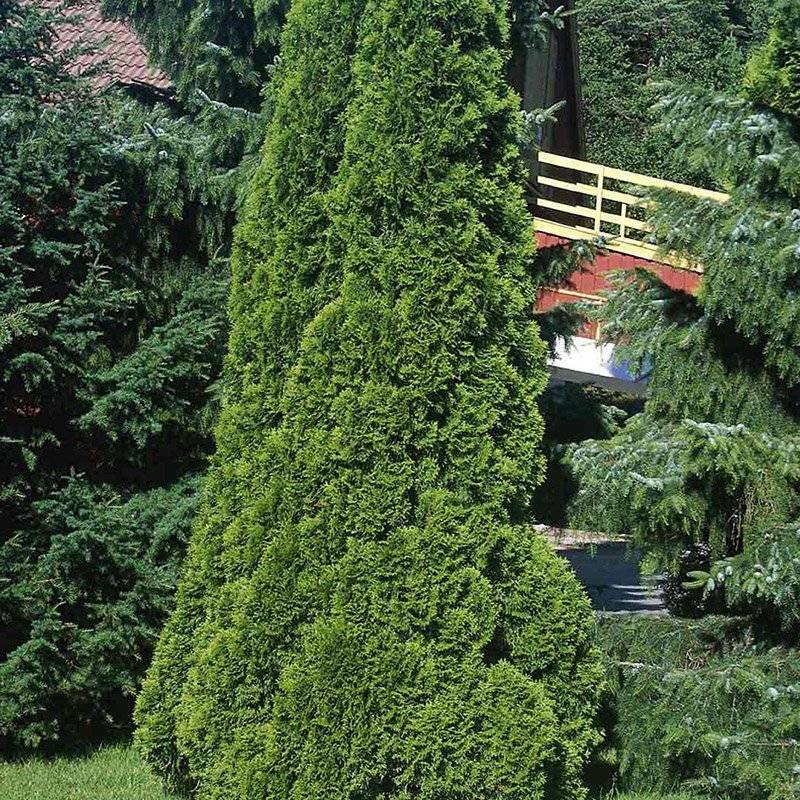 Thuja (Thuja occidentalis 'Smaragd') 180-210 cm