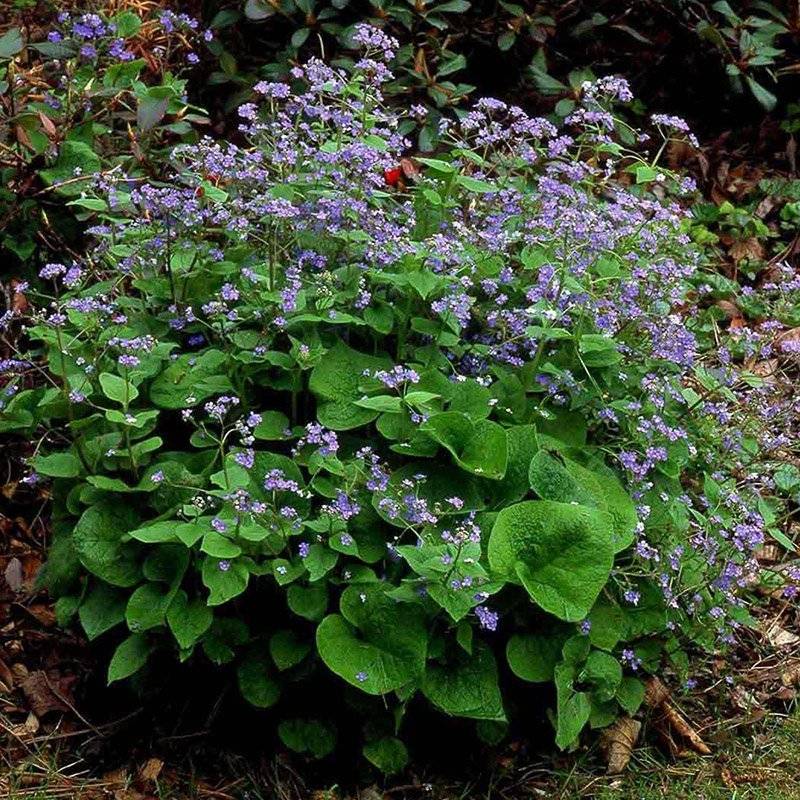 Kærmindesøster (Brunnera macrophylla) 2 L