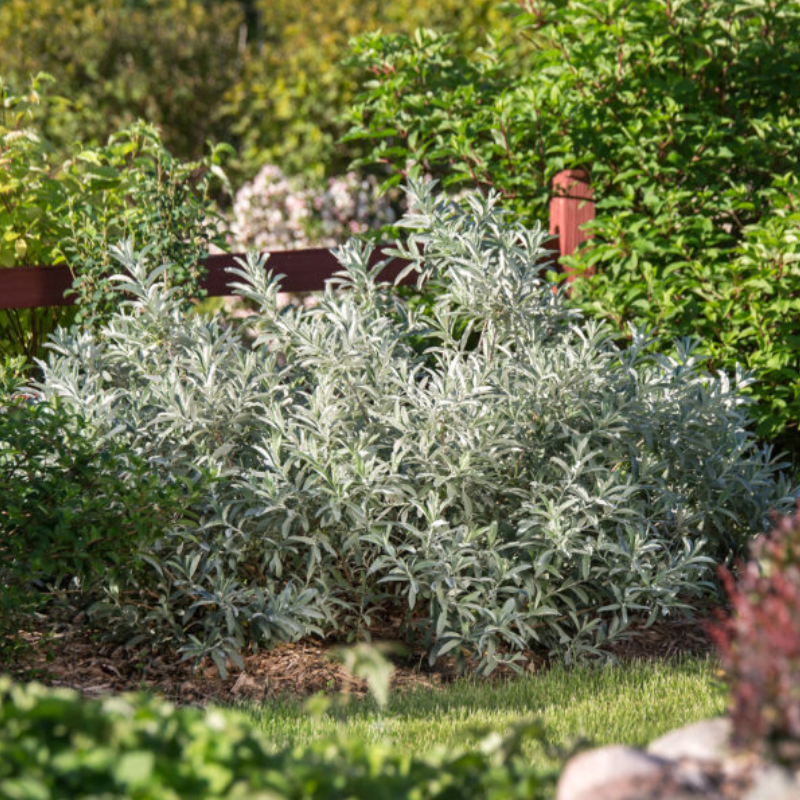 Salviebladet Pil (Salix candida 'Iceberg alley'® First editions®) 20-40 cm