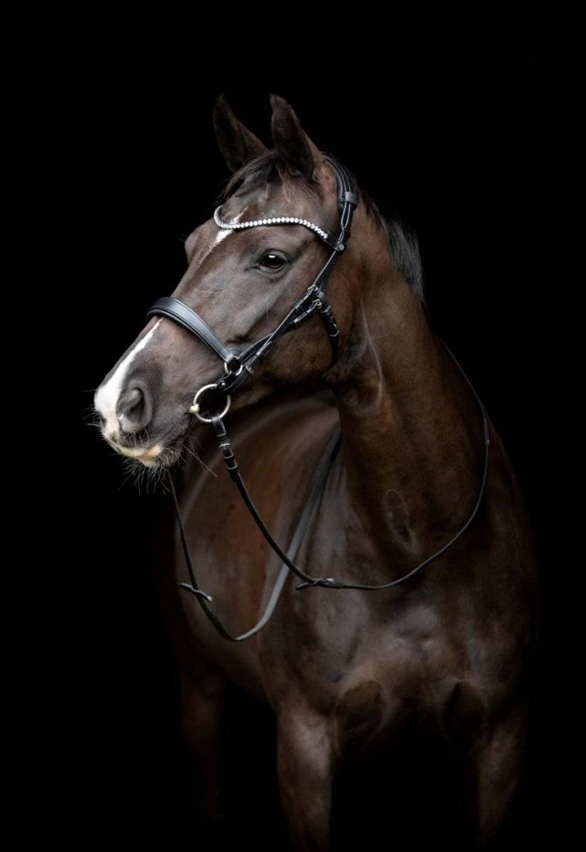 Gentle Bridle - Komplet Trense m. tøjler - Str. Pony - Sort