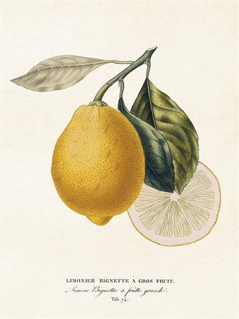 Poster Limone