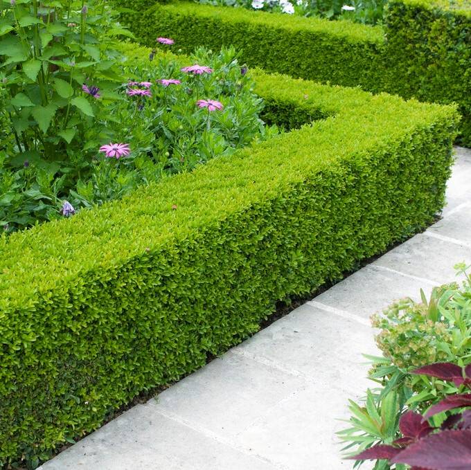 Buxbom - Buxus sempervirens (Storlek: häck 15-20 co)
