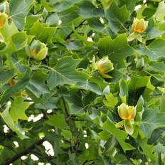 Tulipantræ 125-150 cm. - Liriodendron tulipifera