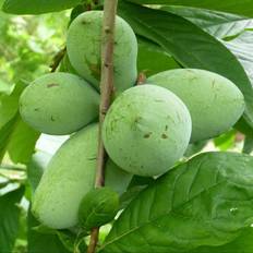 Indianer bananer Prima 1216 - Asimina triloba Prima 1216 / Paw Paw