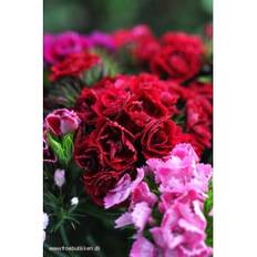 Studenternellike. Dianthus barbatus. Mix. Frø.