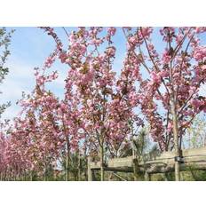 Japansk Kirsebær - Prunus serrulata 'Kanzan'