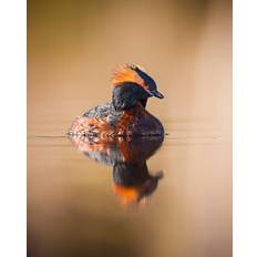 Horned Grebe With Reflection On A Mirror Like Pond Poster 70x100 cm