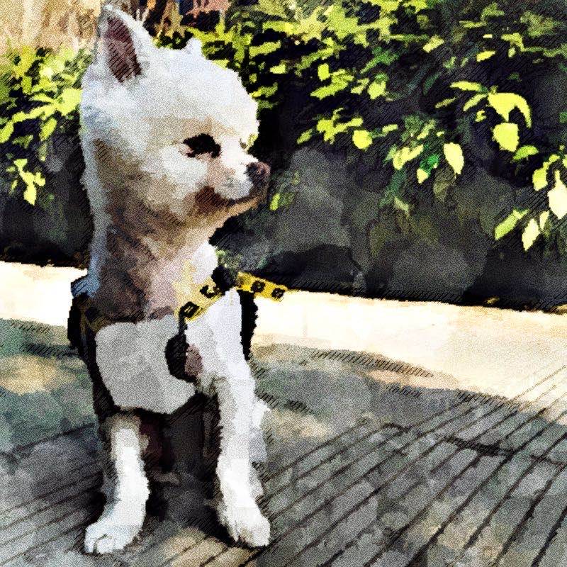 Schnauzer jumpsuit för chihuahua pudeloverall mops outfit mops kostym pc1173 - Xxl