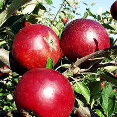 Æbletræ (Malus domestica 'Rød Ingrid Marie') 4-8 grene