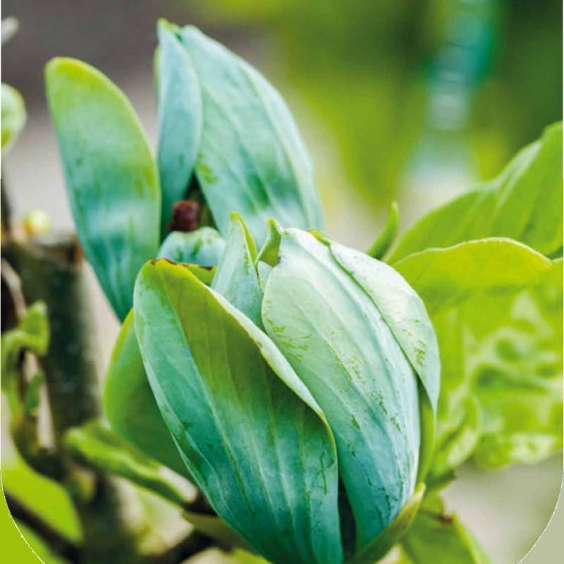Magnolia acuminata Seiju.