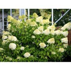 Syrén-Hortensia 'Limelight'