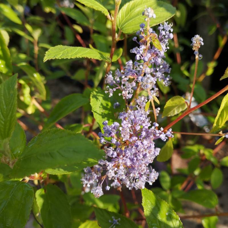 Amerikansk Syren Gloire de Versailles 30-50 cm. - Ceanothus delilianus Gloire de Versailles