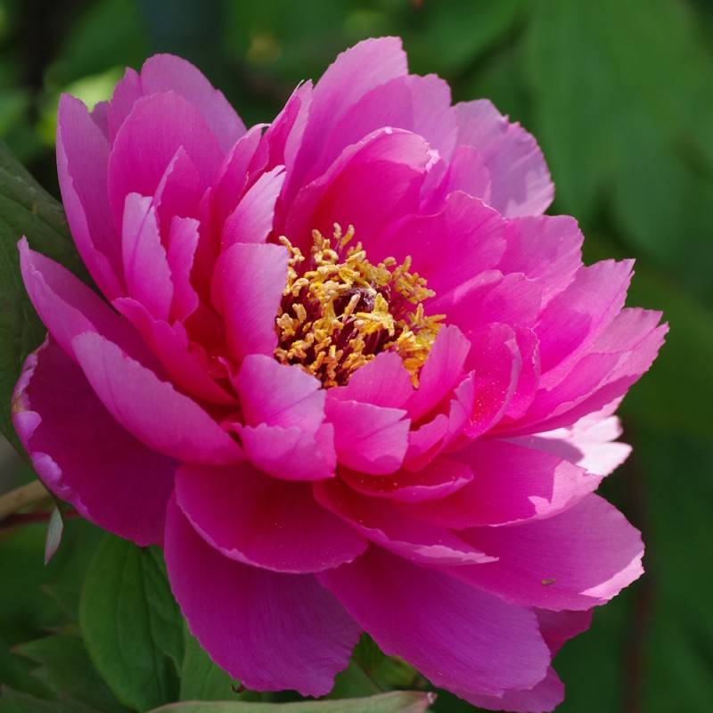 Træpæon Pink Ardour - Paeonia Itoh Pink Ardour.