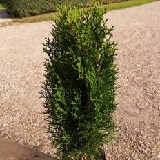 Thuja Smaragd 40-50 cm. - Thuja occidentalis Smaragd