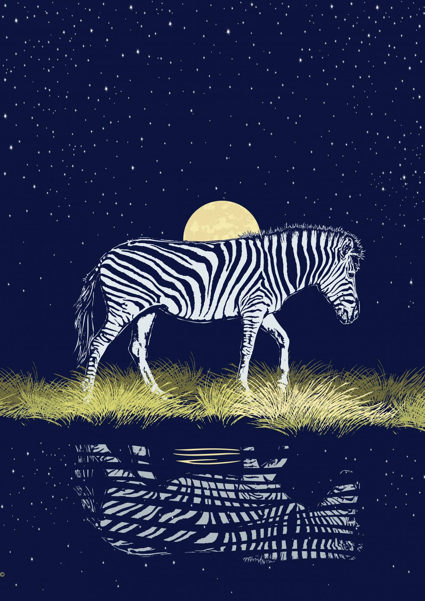 Zebra at Waterhole Moonrise Poster och Canvastavla - Poster / 30x40 cm