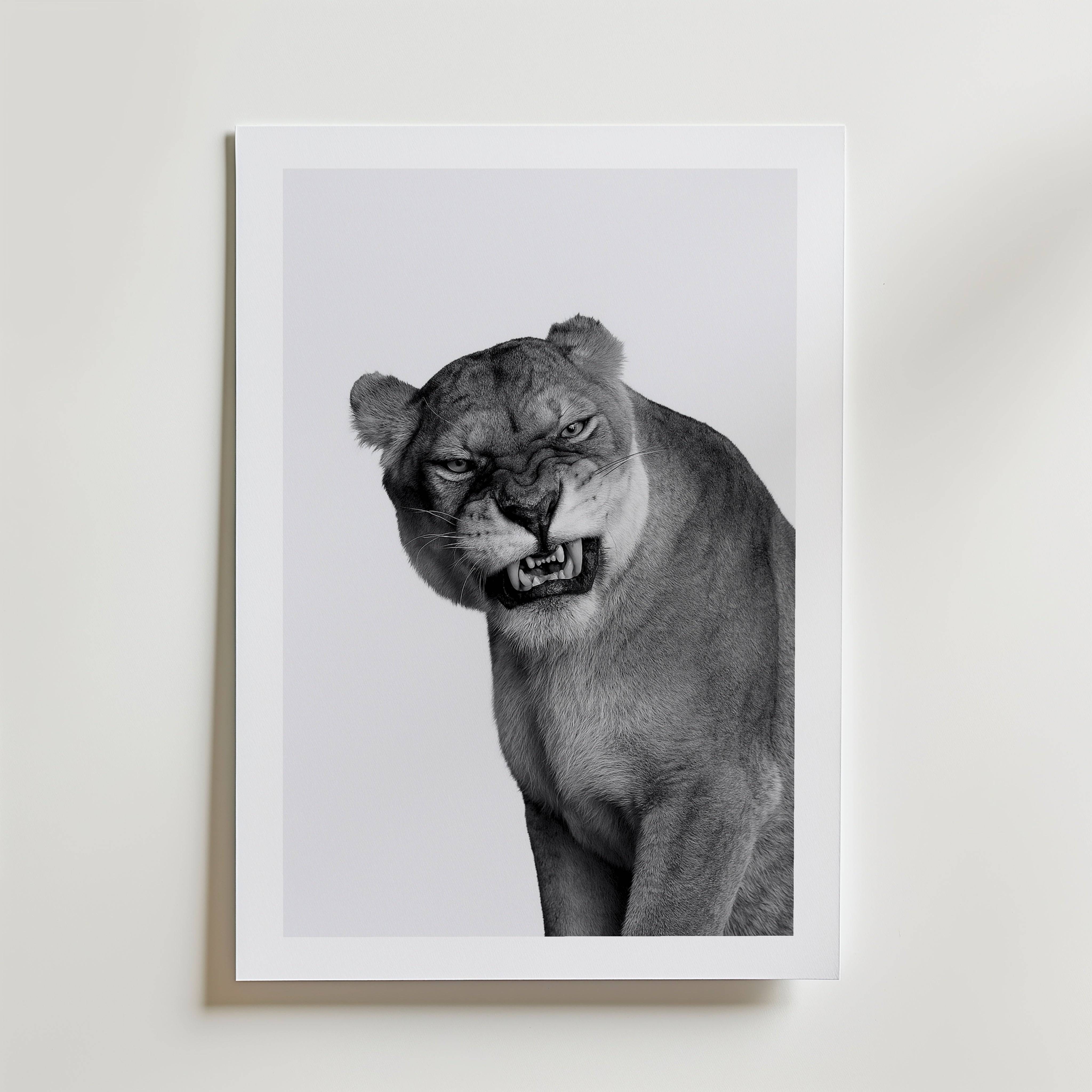 Snarling Lioness Poster - Fine Art Poster 100x140 cm Med passepartout