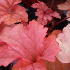 Alunrot - Heuchera hybr. Paprika ® (Krukstorlek: 0,5-1L)