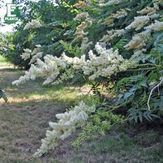 Rönnspirea (Storlek: busk C5)
