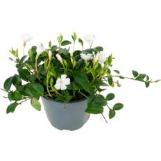 Vit vintergröna FLORASELF Vinca minor 'Alba' krukstorlek Ø13cm