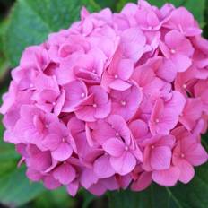 Hortensia Endless Summer Pink - Hydrangea macrophylla Endless Summer Pink