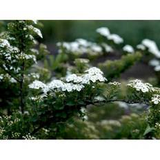 Spiræa 'Snowmound'