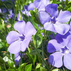 Vintergrøn (Vinca minor)