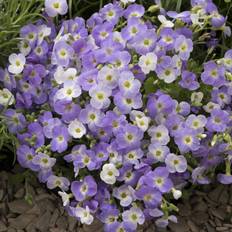 Aubrietia
