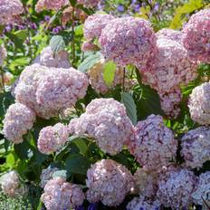 Vidjehortensia (Storlek: 45-50 C3)
